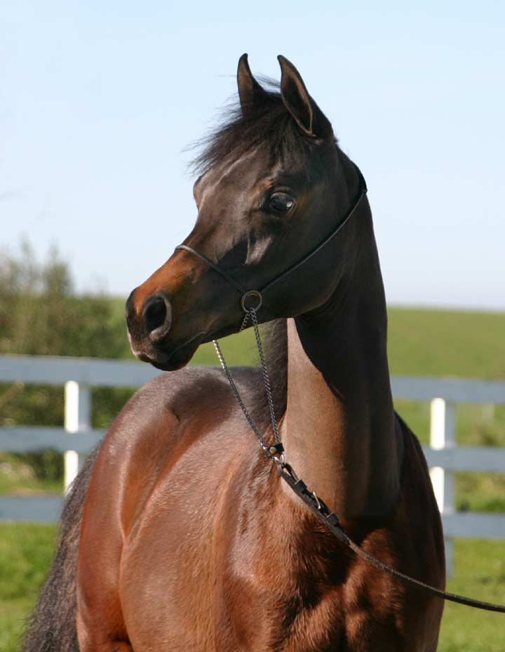Bay filly by the black Arabian stallion pfc Trevallon