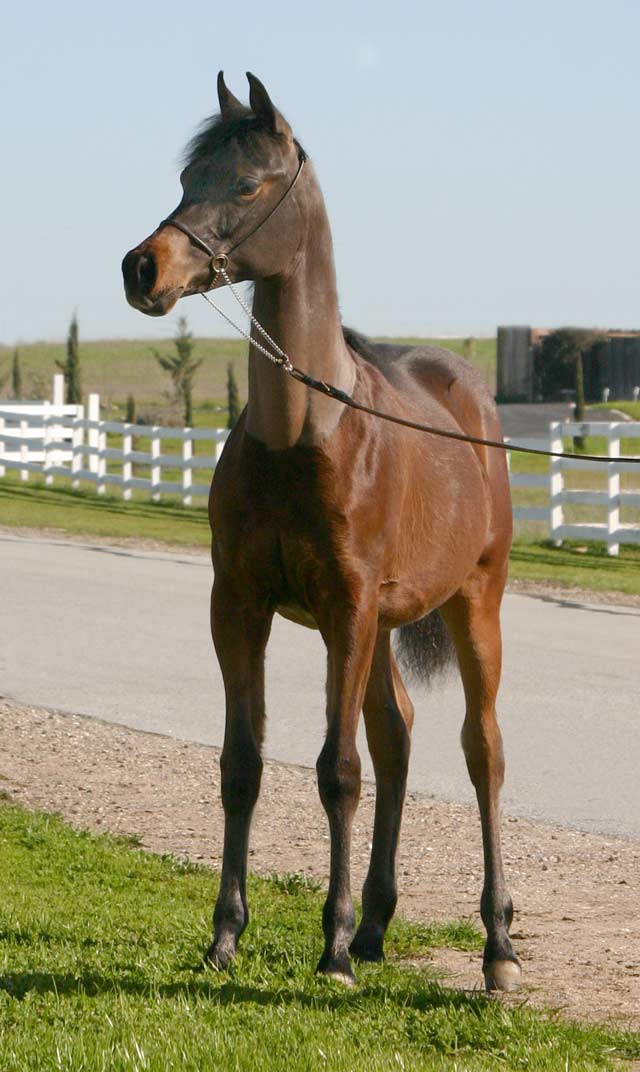 Bay filly by the black Arabian stallion pfc Trevallon