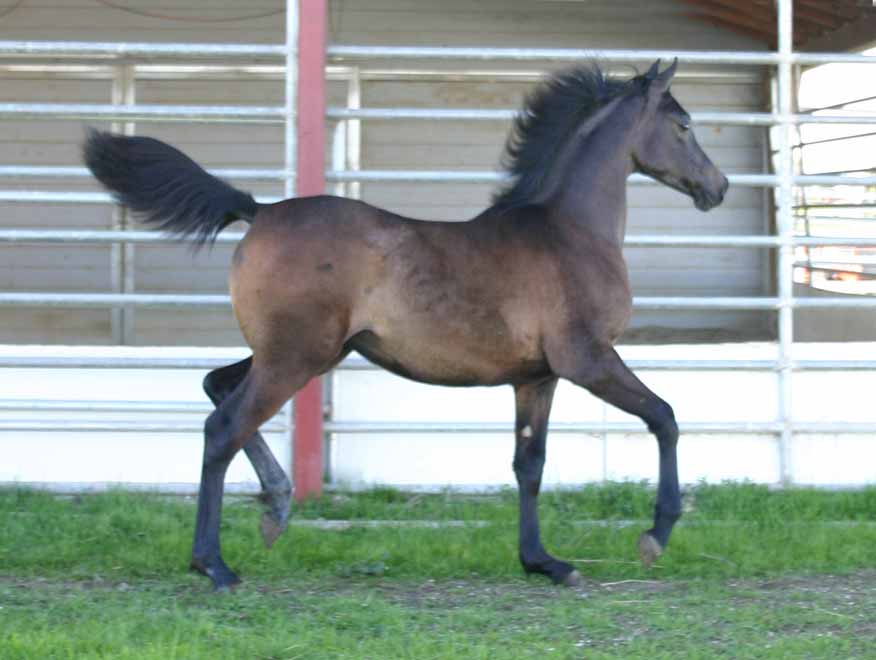 Arabian filly by pfc Trevallon