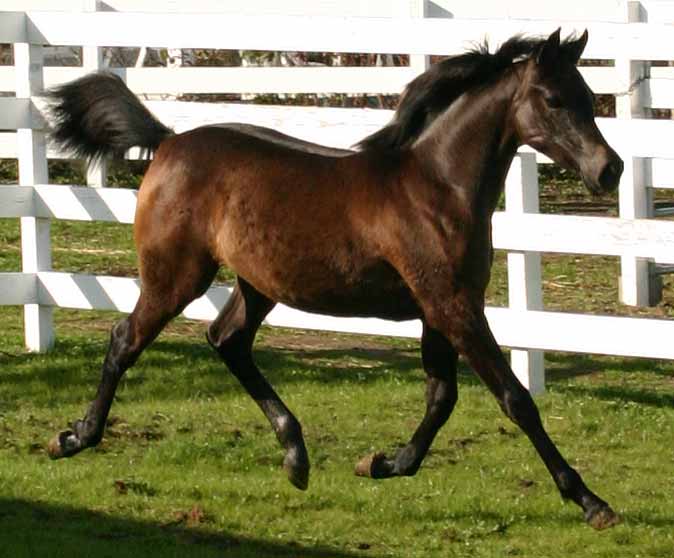 Arabian filly by pfc Trevallon