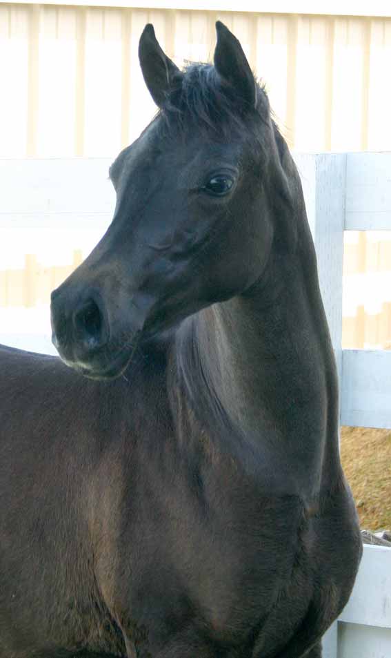 Arabian filly by pfc Trevallon, Black Arabian Stallion