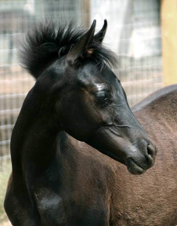 Black Arabian Filly by pfc Trevallon