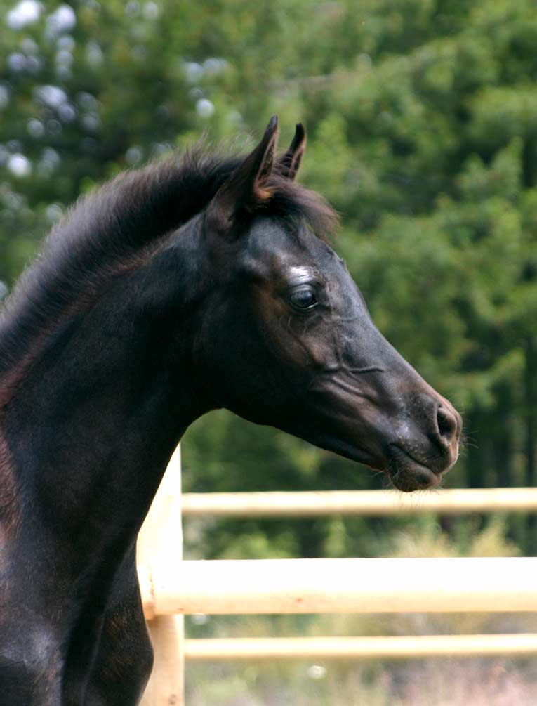 Black Arabian filly by pfc Trevallon