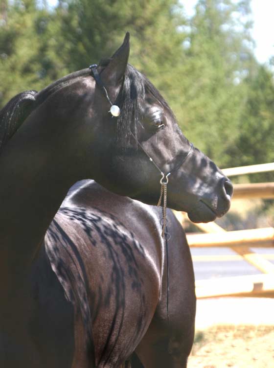 Black Arabian Stallion, pfc Trevallon