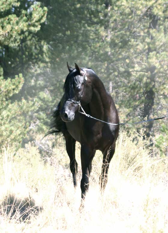 Black Arabian Stallion, pfc Trevallon