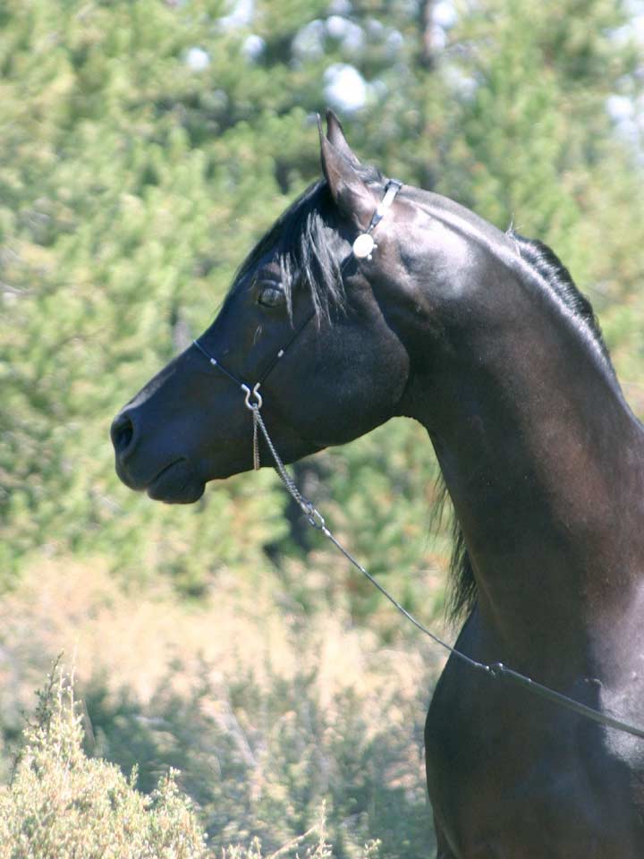 Black Arabian Stallion, pfc Trevallon