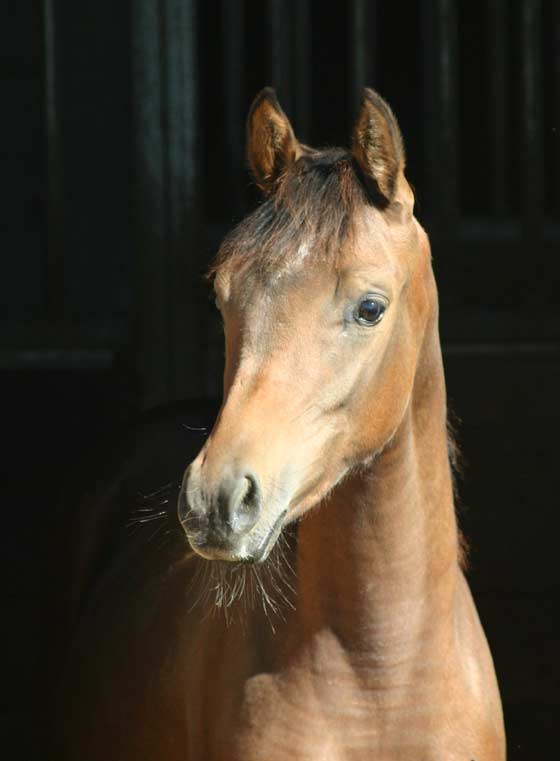 Bay arabian filly from Birch Park Black Arabians