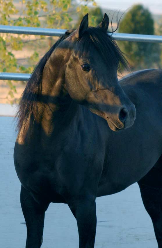 Black Arabian Stallion, pfc Trevallon