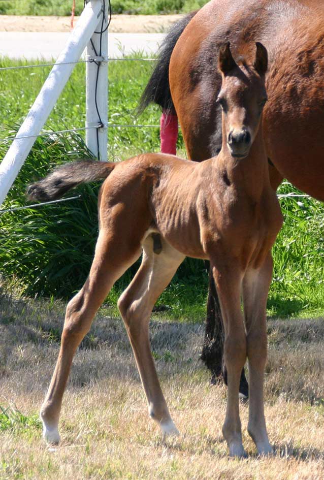 Bay colt by Trevallon