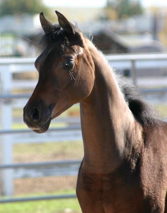 Bay filly by pfc Trevallon
