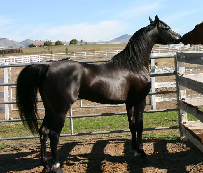 Black Arabian Stallion, pfc Trevallon