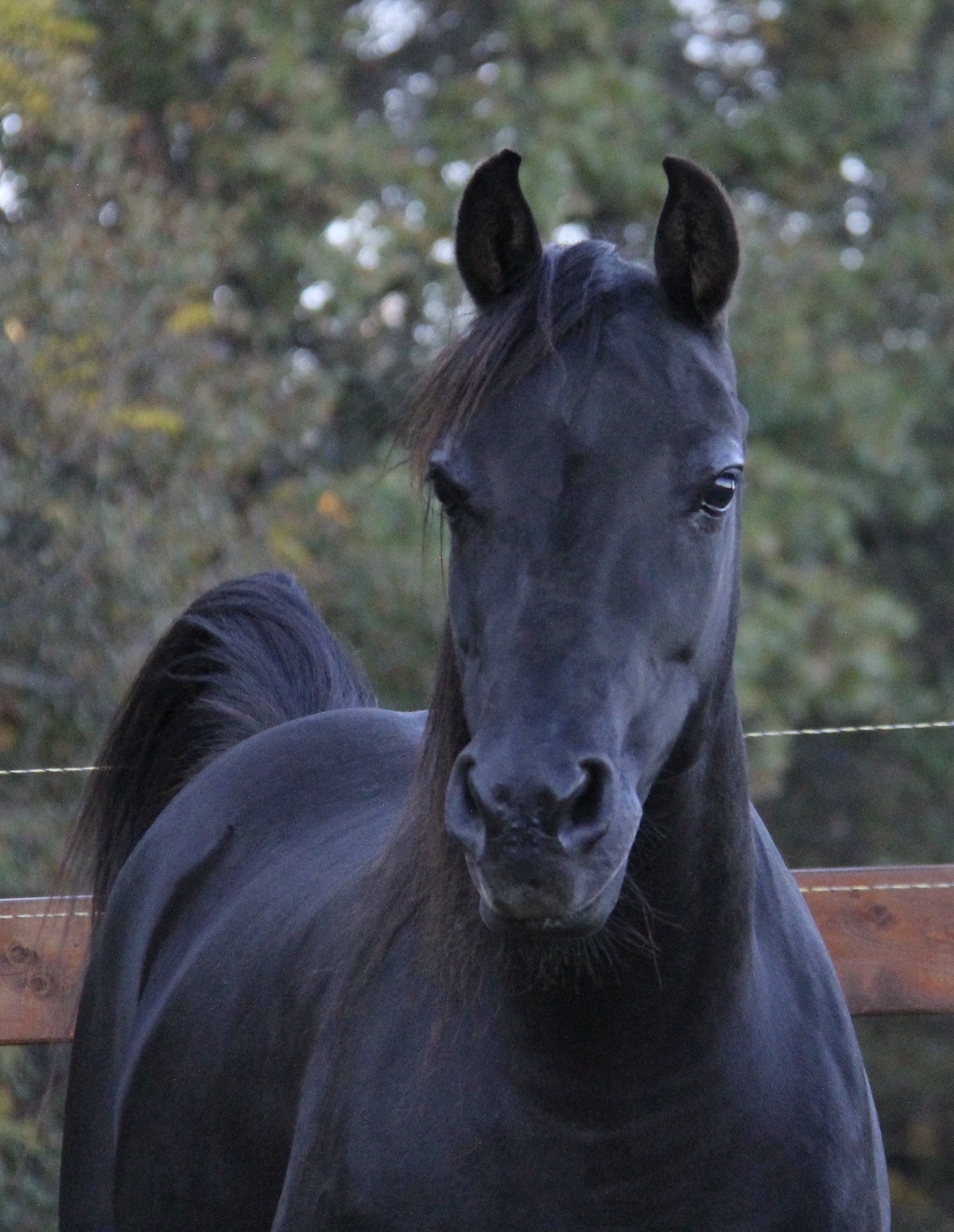 Homozygous black mare by Triton BP