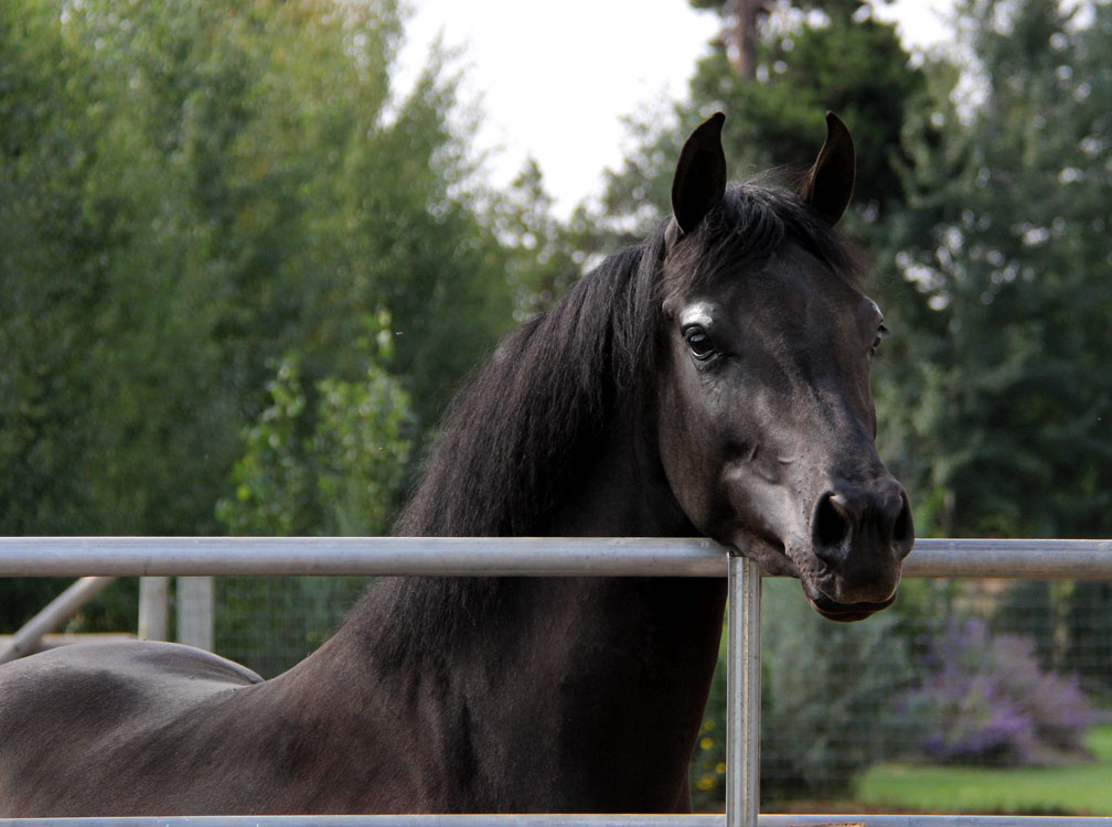 Allana BP by Triton BP, homozygous black mare