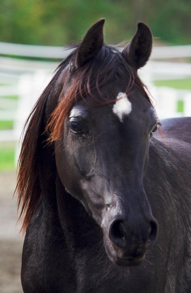 Black Arabian mare out of Shania