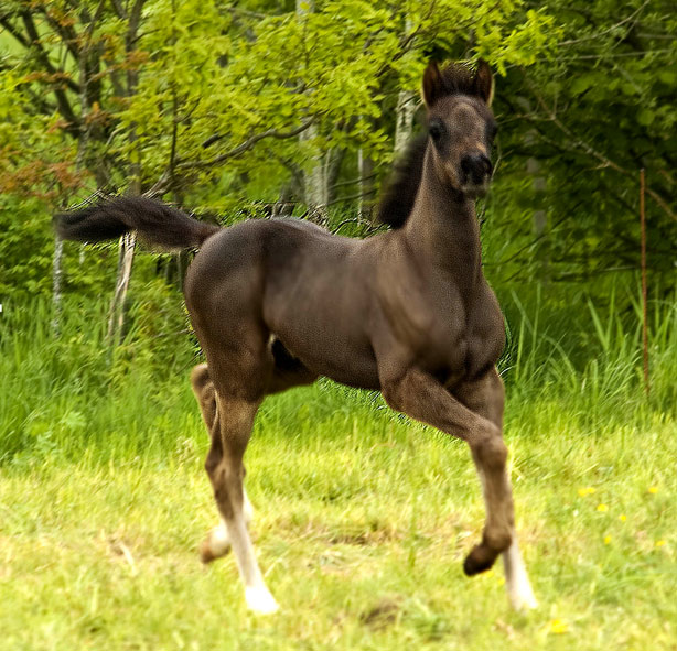 Black colt by pfc Trevallon