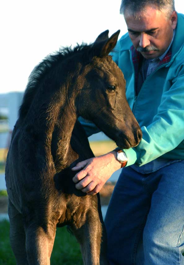 Black Arabian filly by Trevallon