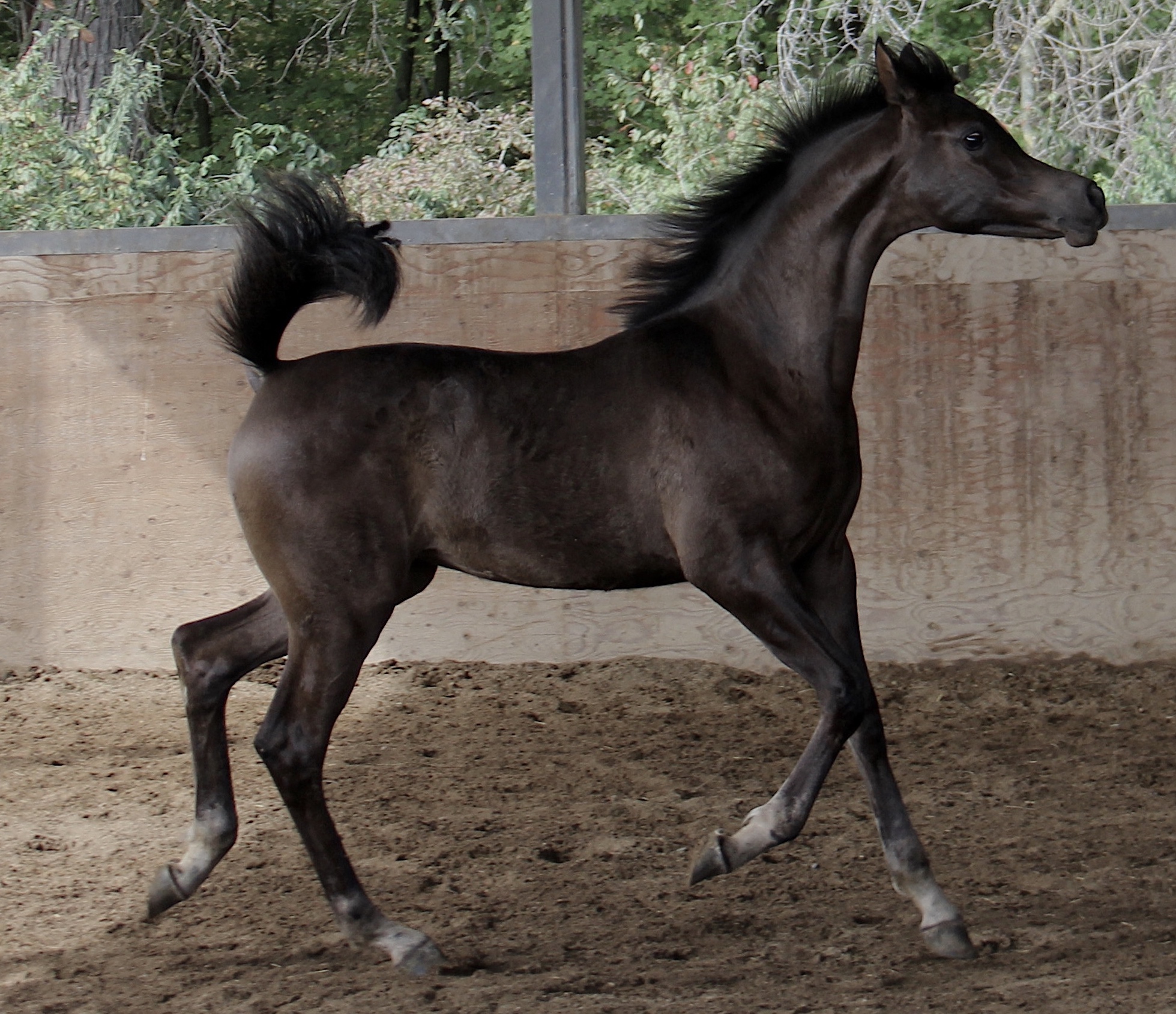 Homozygous black
                                                filly by Om El Maximus