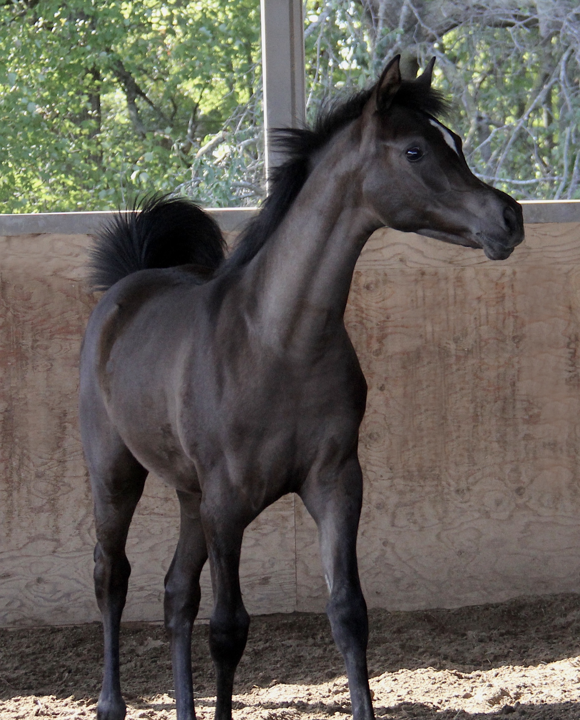 Homozygous black
                                                filly by Om El Maximus