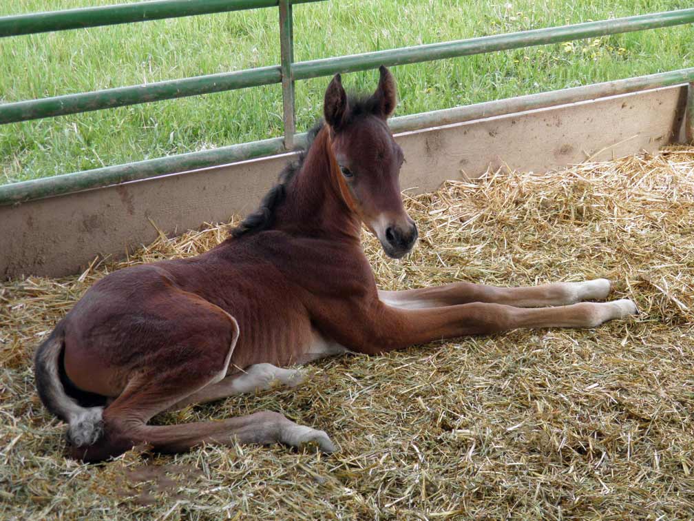Bay colt by Ferric BP out of Cola