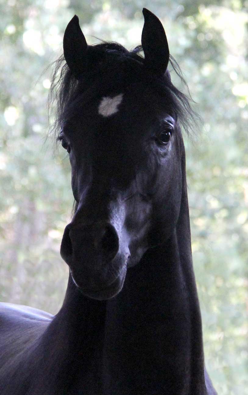 homozygous black stallion HF Creed by Ferric BP