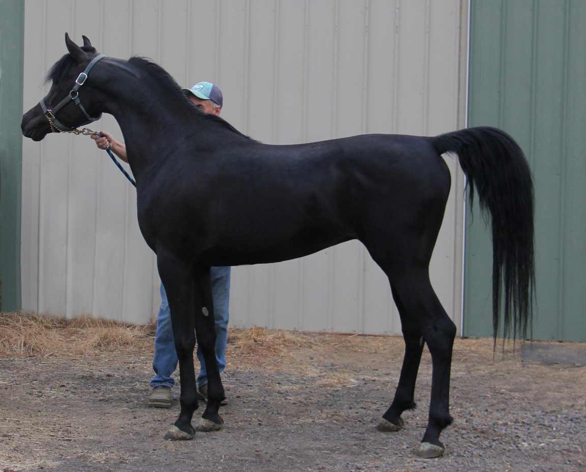 homozygous black stallion HF Creed by Ferric BP