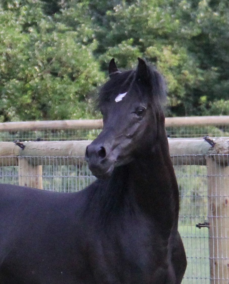 Homozygous black Arabian stallion HF Creed by                                                          Ferric BP