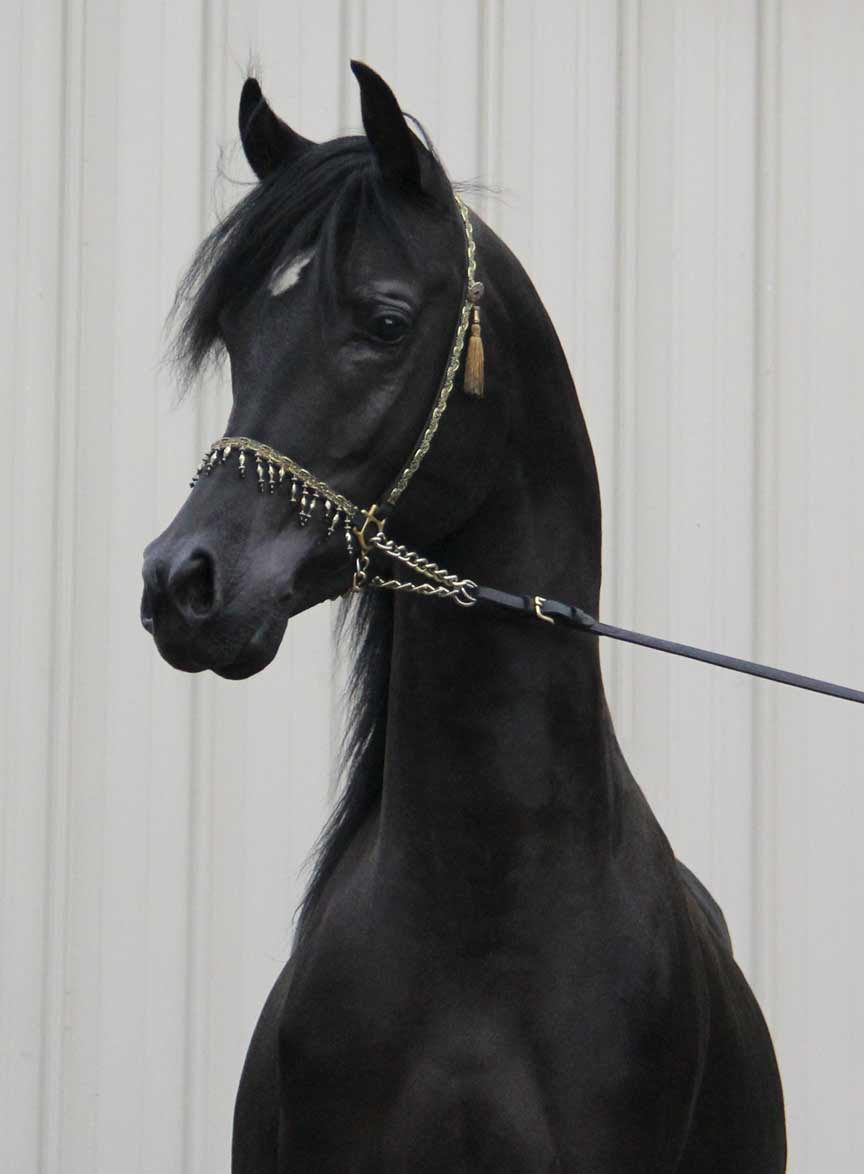 HF Creed by Ferric BP