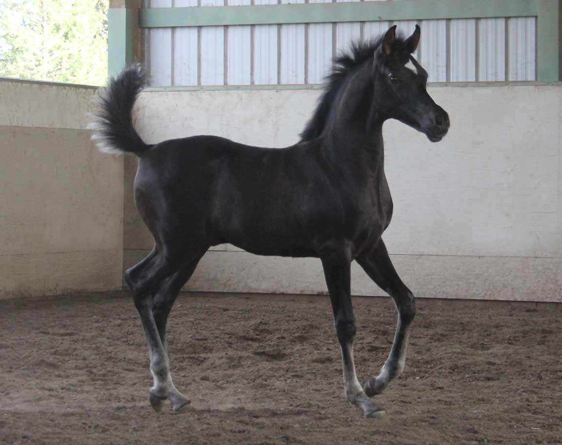 Homozygous black colt by HF CREED