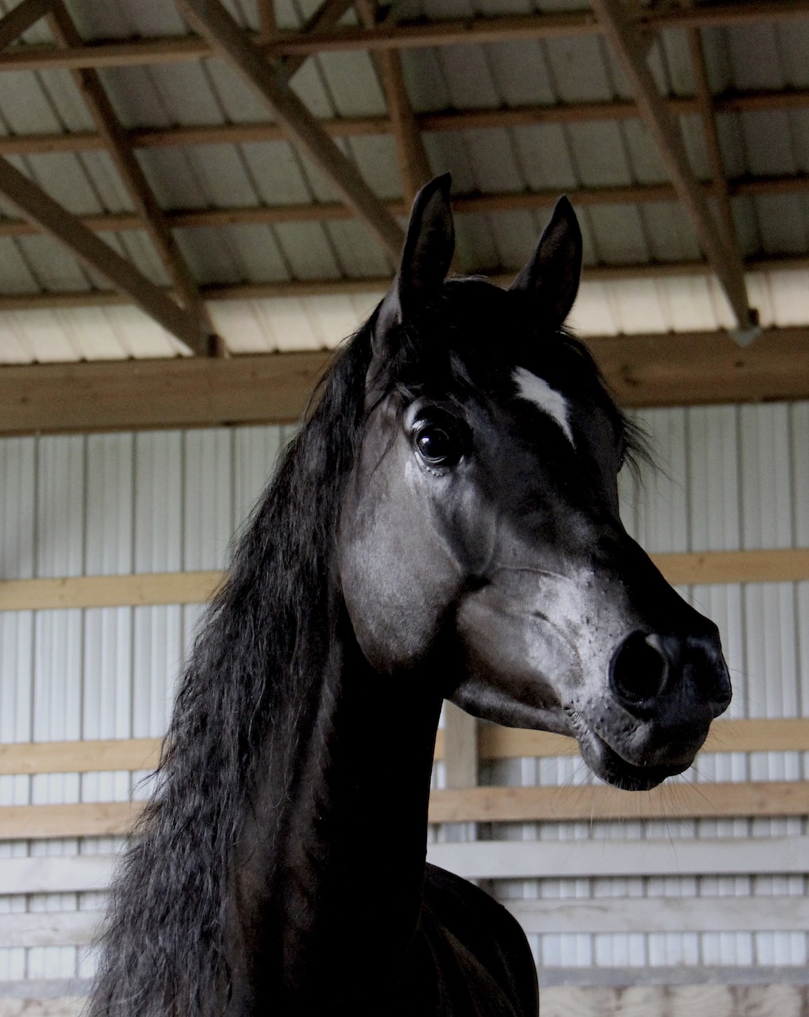 Black Arabian gelding by HF Creed