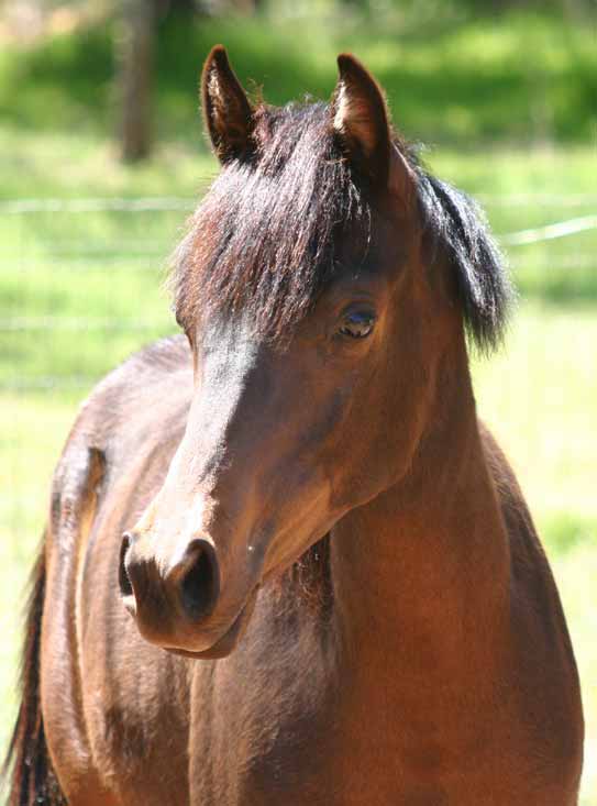 Bay Arabian Filly by pfc Trevallon