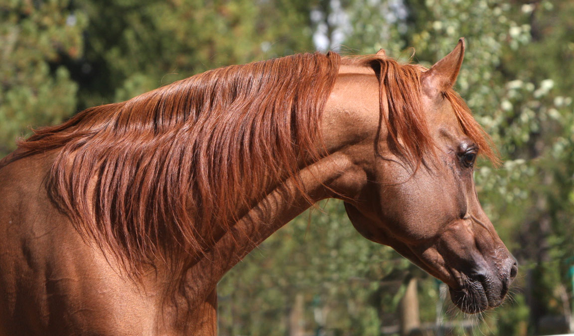 Chestnut Arabian stallion by QR Excel