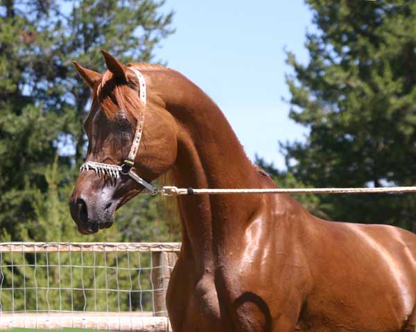 Black producing Arabian Stallion