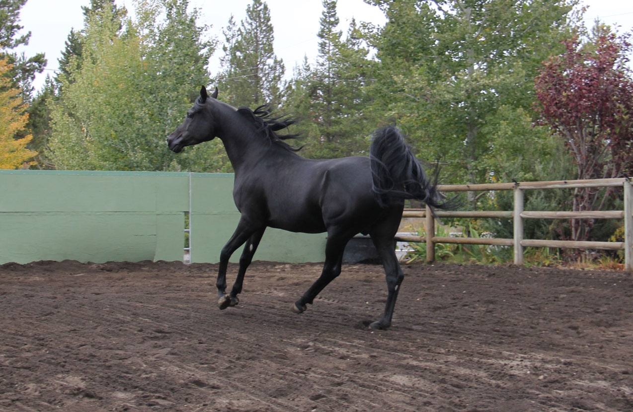 Homozygous black stallion, Ferric BP