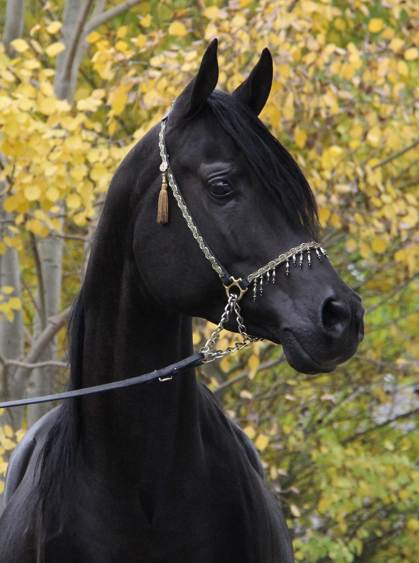 homozygous-solid-black-arabian-stallion