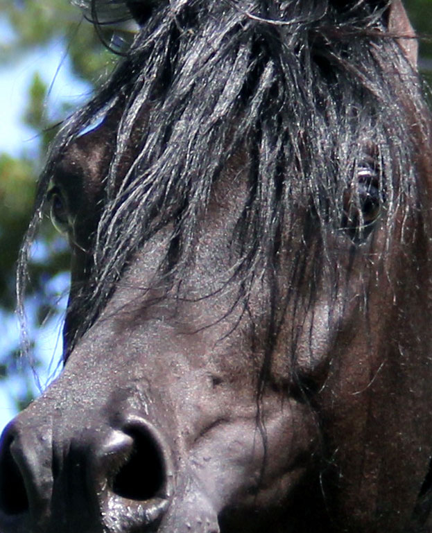 Homozygous solid black Arabian stallion Ferric BP by Enzo