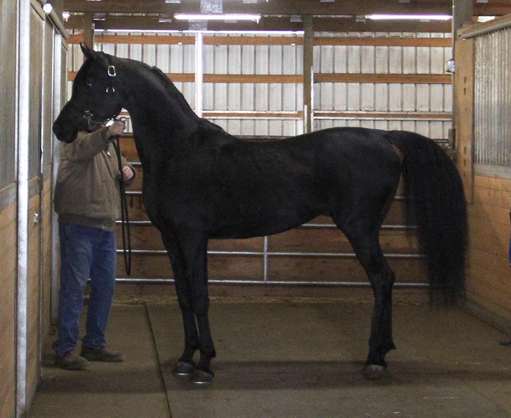 Ferric BP homozygous black Arabian stallion