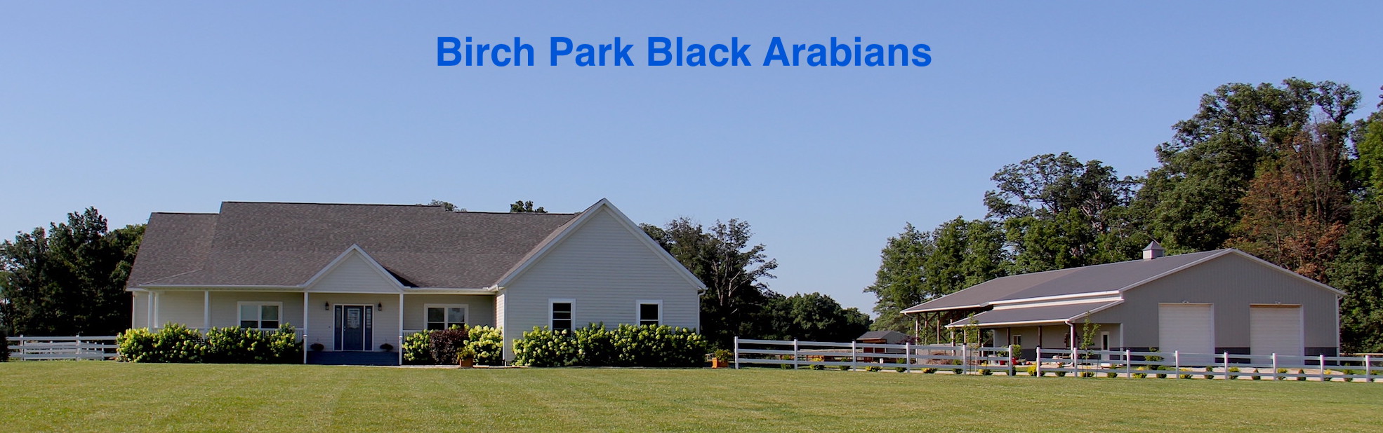 Birch Park Black Arabians