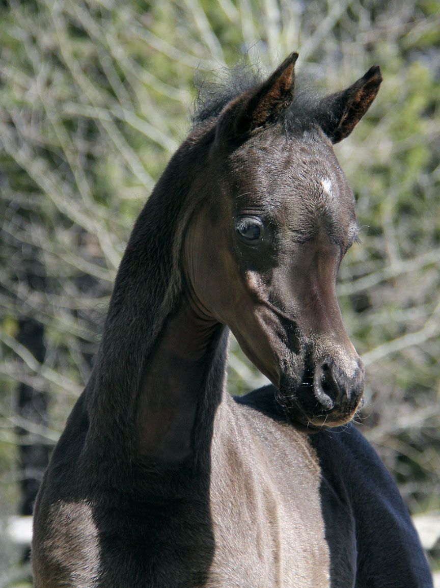 homozygous black colt by Ferric BP