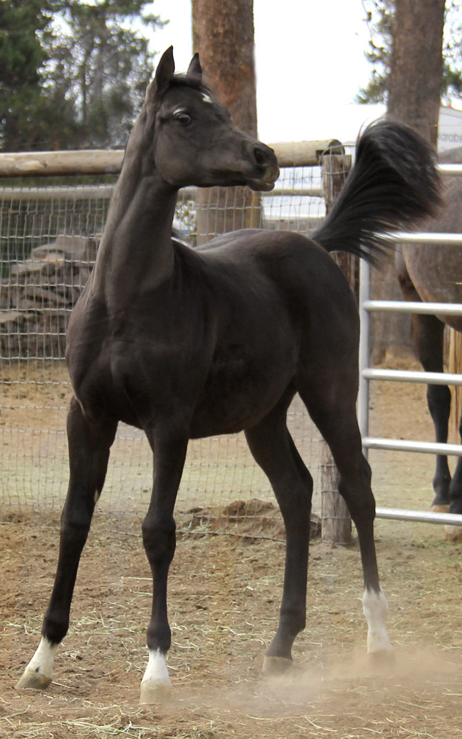 Black colt by Exceleration BP out of the mare Trevs Illusion