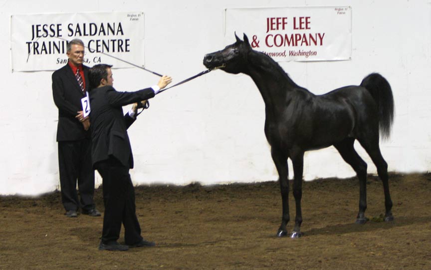 Arabian Horse Association