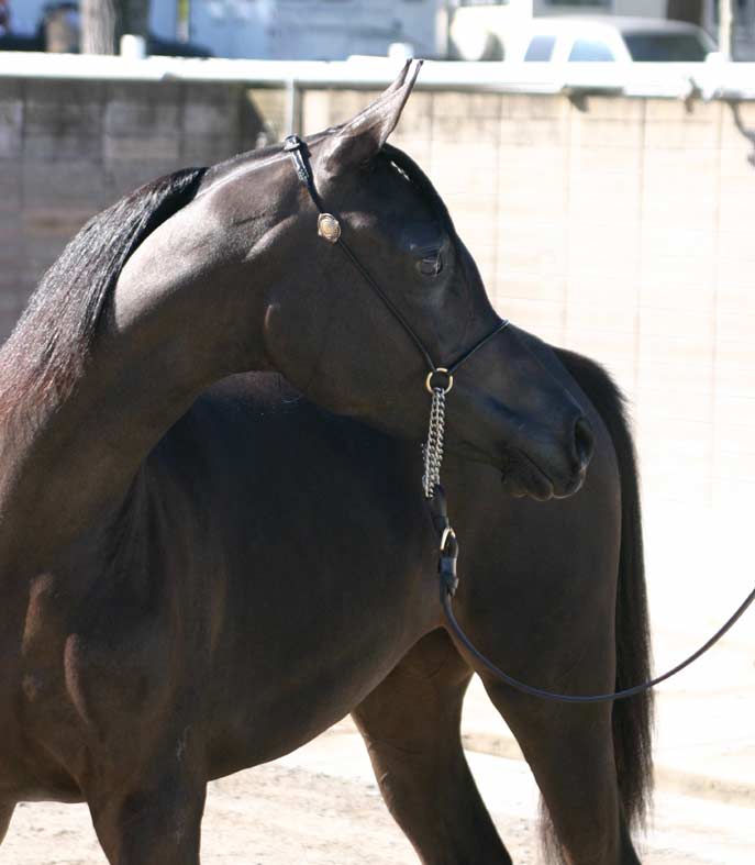 Black Arabian filly by Trevallon