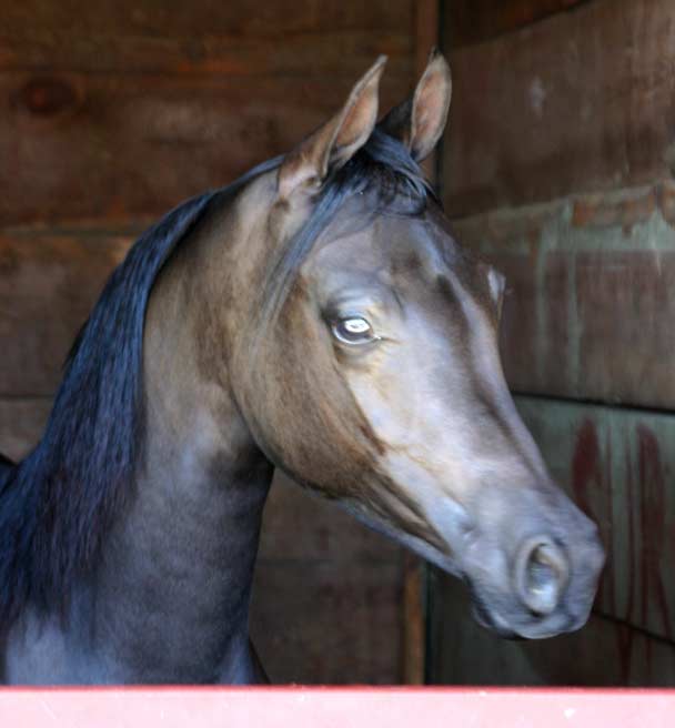 Black Arabian filly by Trevallon