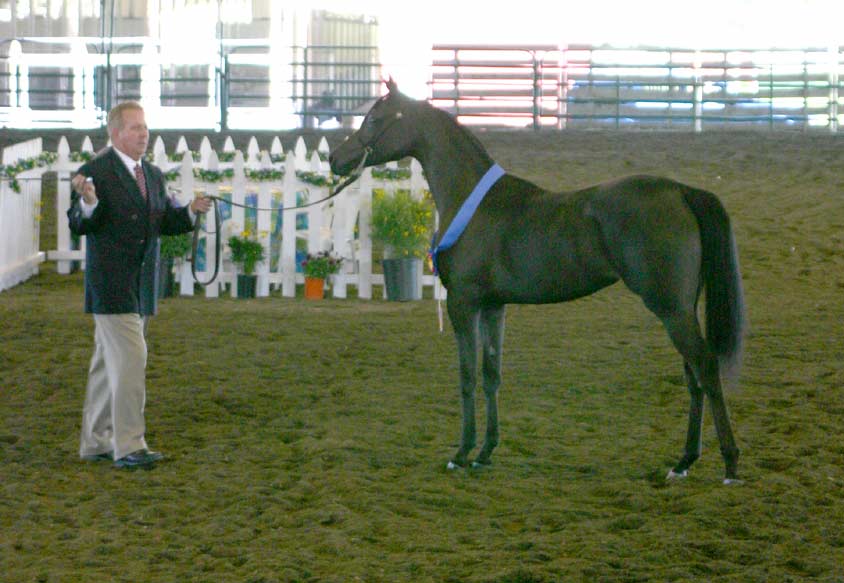 Black Arabian filly by Trevallon