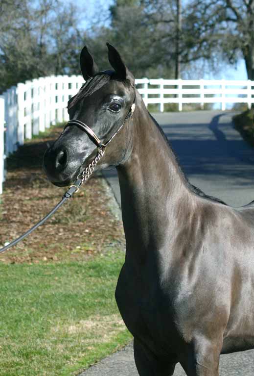 Black Arabian Filly by pfc Trevallon