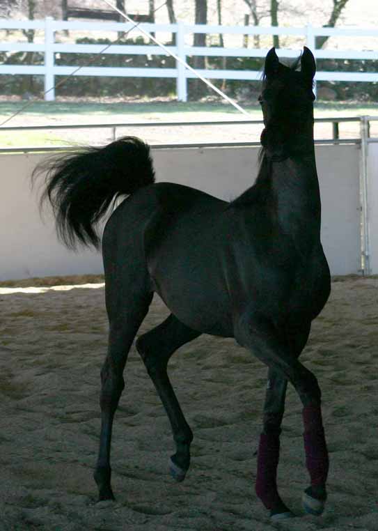 Black Arabian Filly from Birch Park Black Arabians