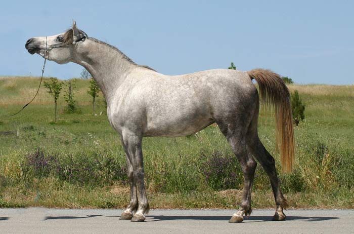 Grey Mare