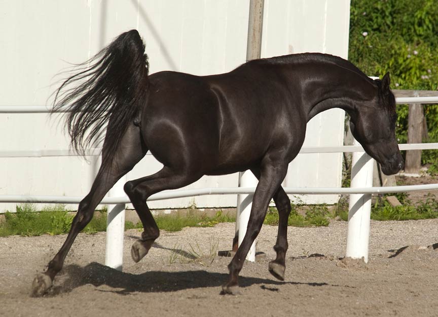 Black Arabian mare by pfc Trevallon