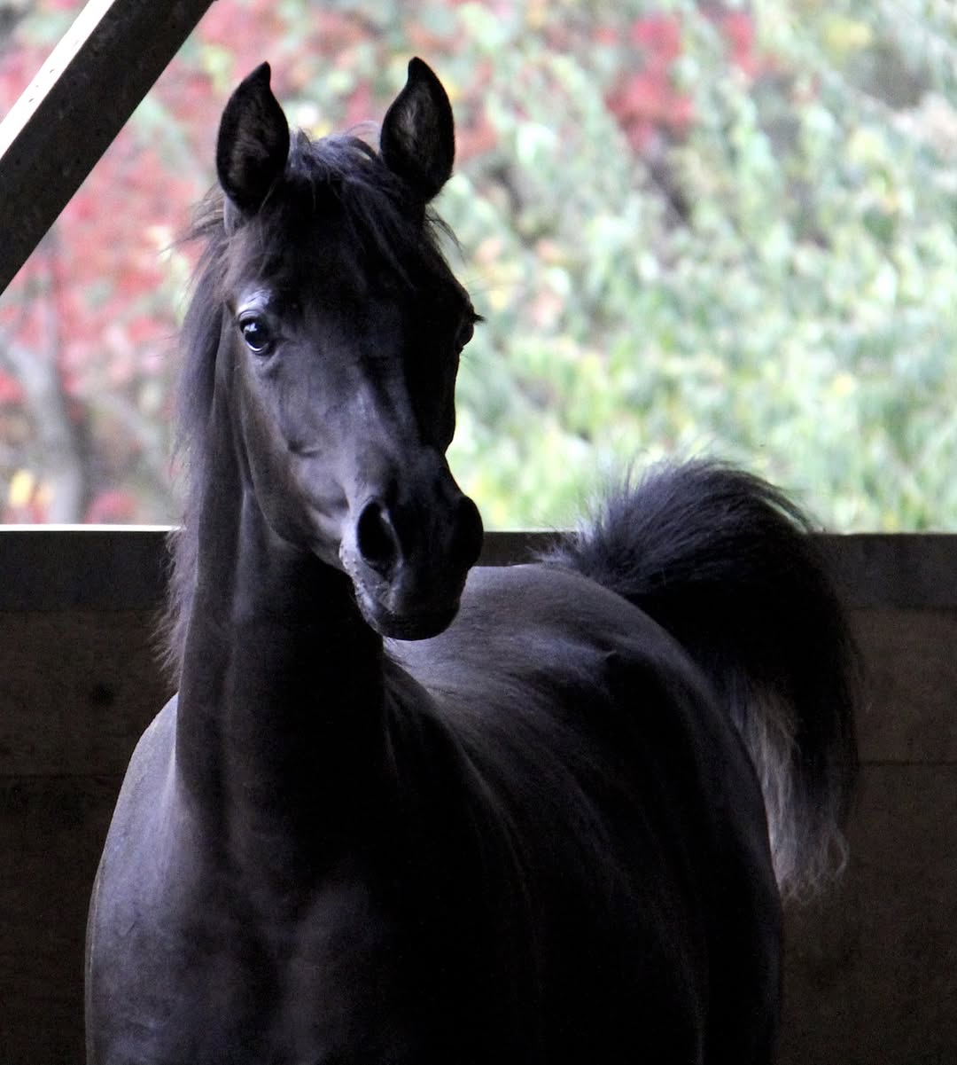 Homozygous
                                                          black filly by
                                                          Om El Maximus