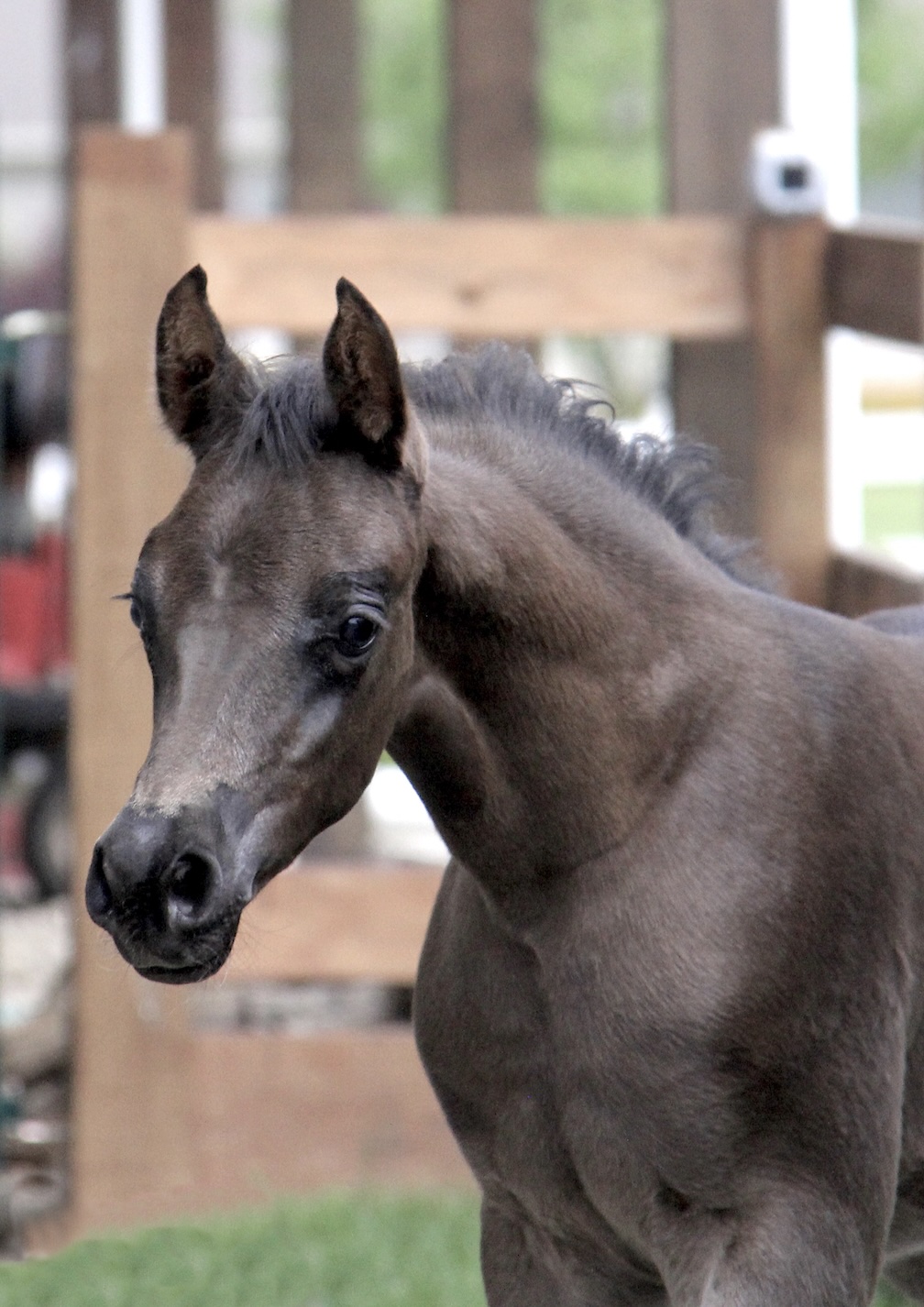 Homozygous
black filly by
Om El Maximus