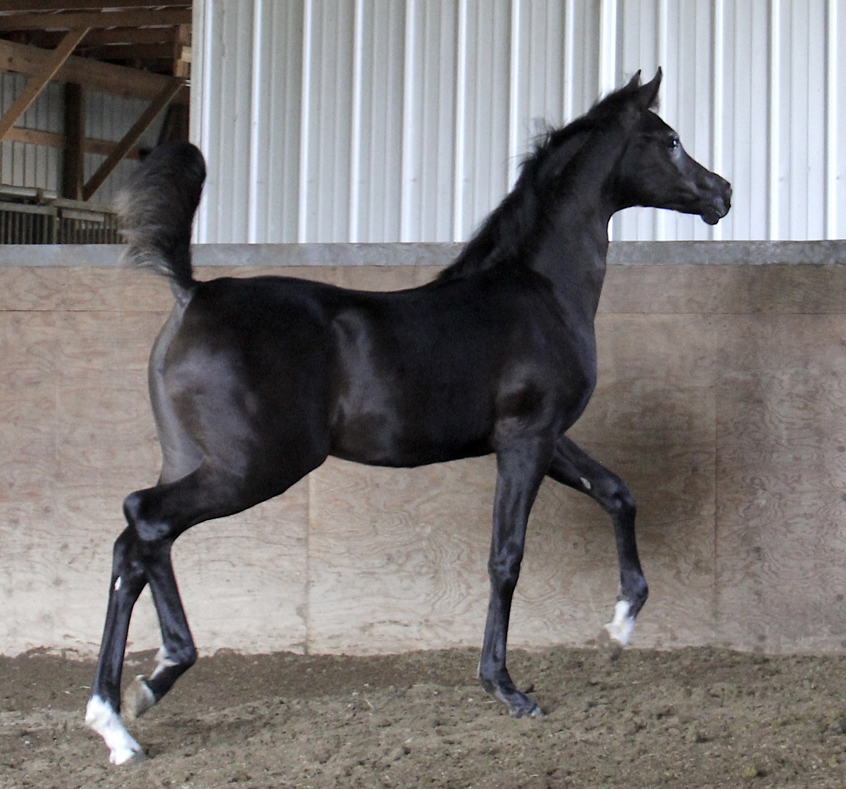 Homozygous
black filly by
Om El Maximus